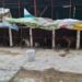 Difunden video en el que decapitan a perritos en un centro de protección en Edomex
