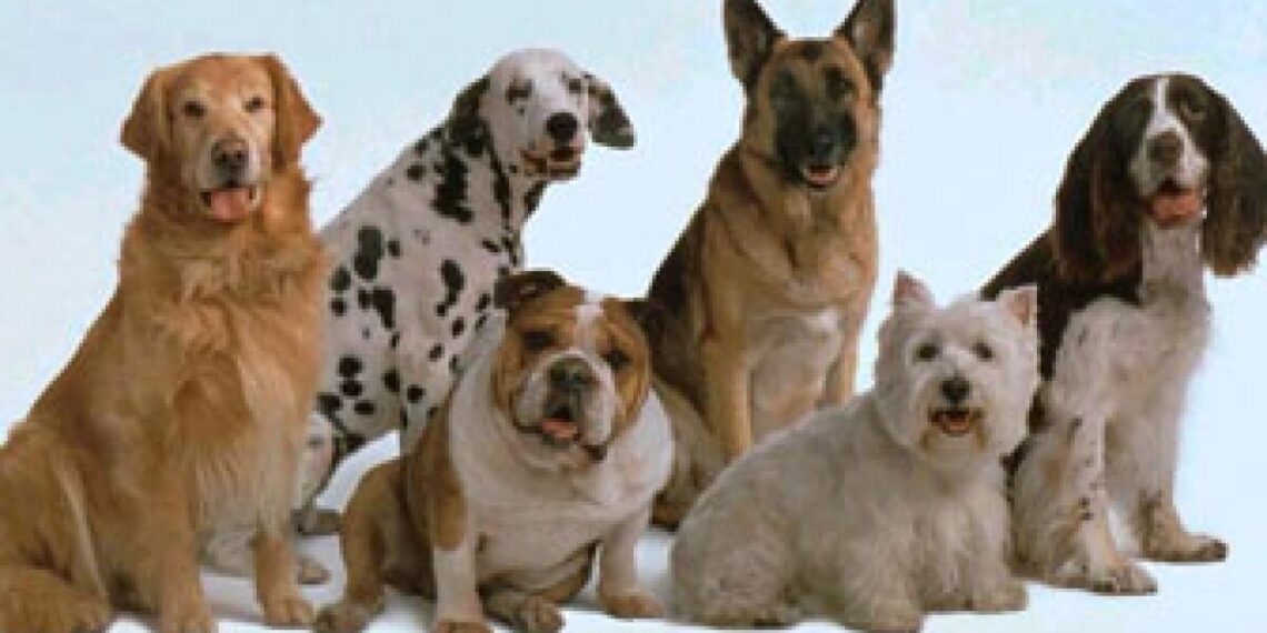 Alertan por "monta peleas" de perros; así es su modus operandi