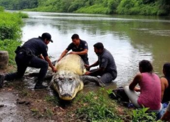 #Michoacán Preocupación Por Presunto Asesinato De Cocodrilo En LZC Tras Búsqueda De Chavito Que Cayó A Estero - Changoonga.com