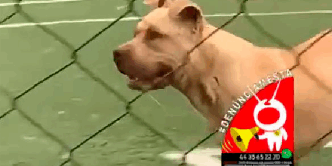 #Denúnciamesta Perro suelto muerde a niño en cancha de Misión del Valle en Morelia - Changoonga.com