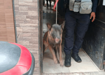 Fiscalía Asegura A Dos Perros Por Atacar A Abuelita De 86 Años En Uruapan - Changoonga.com
