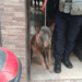 Fiscalía Asegura A Dos Perros Por Atacar A Abuelita De 86 Años En Uruapan - Changoonga.com