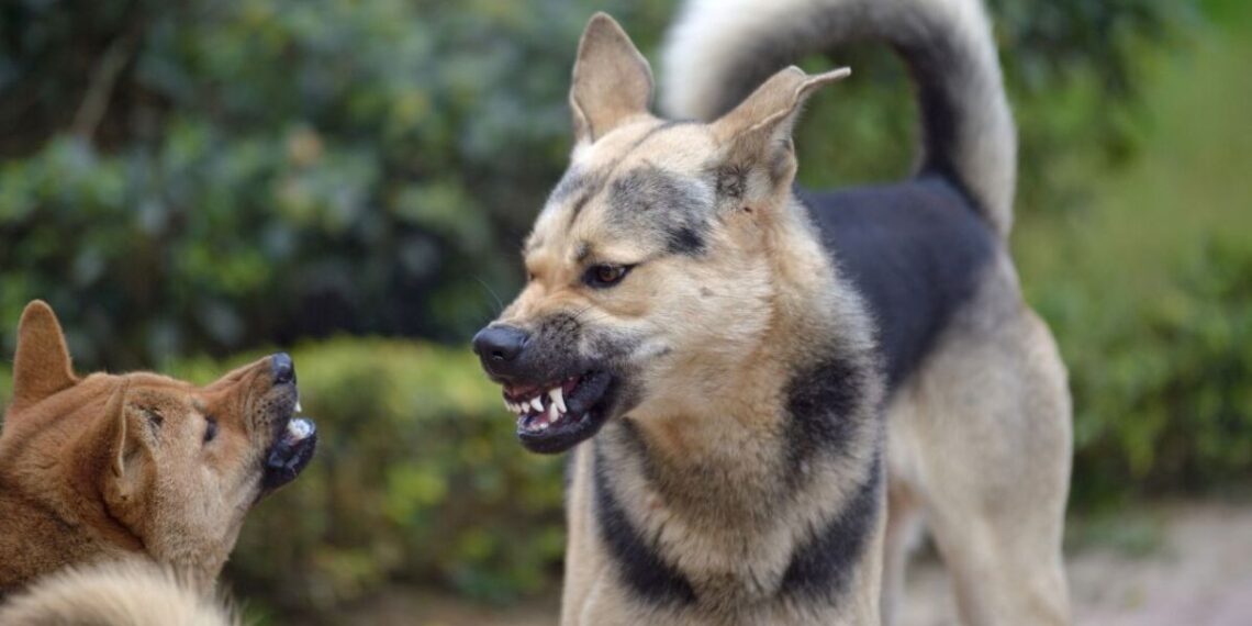 ¿Cómo es el modus operandi de los "monta peleas" de perros?