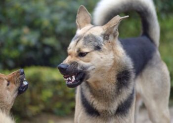 ¿Cómo es el modus operandi de los "monta peleas" de perros?
