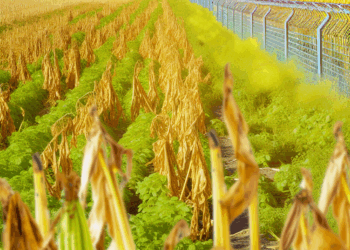 China dice que el proteccionismo "rampante" de EU amenaza los lazos agrícolas