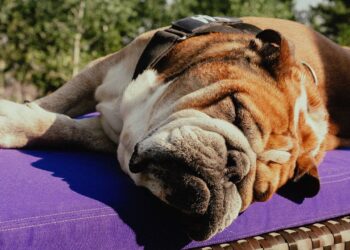 Al igual que su dueño, su perro Roscoe estaba predestinado a ser un campeón.