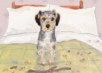 Contraté a una reconocida entrenadora canina y esto es lo que descubrí – Dimension Turistica Magazine