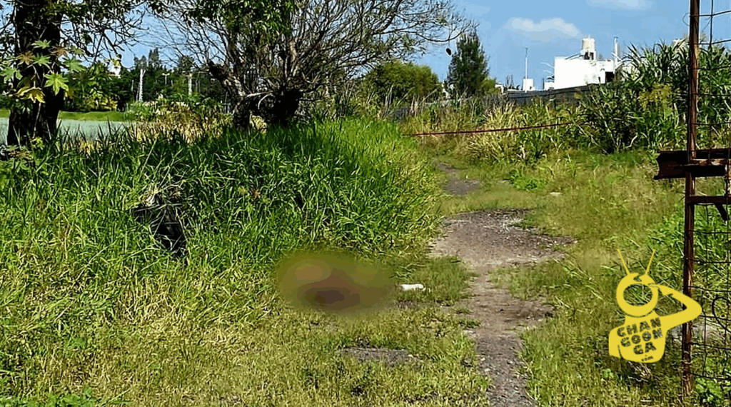 Hallan Cuerpo Con Signos De Violencia En Predio De Zamora - Changoonga.com