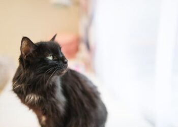 Estudiantes hacen estallar a gato con pirotecnia; Fiscalía investiga caso de maltrato animal