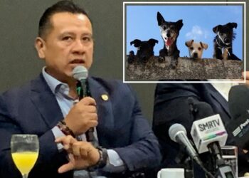 #Michoacán Fiscal Torres Piña Se Reunirá Con Animalistas Para Reforzar Atención A Casos De Maltrato - Changoonga.com