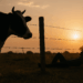#México Muere Hombre Por Rabia Bovina Tras Mordedura De Una Vaca En Jalisco - Changoonga.com