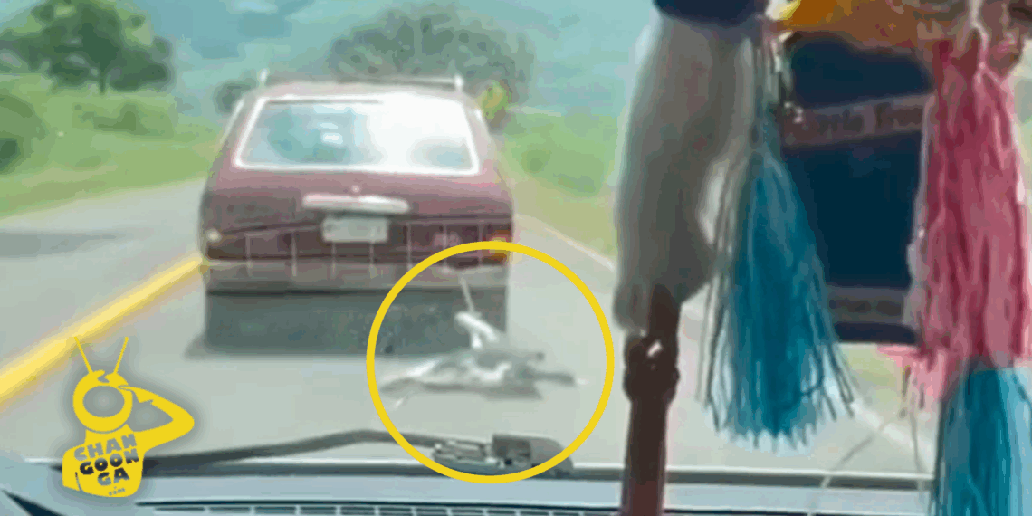 #Michoacán Denuncian A Mujer De Quiroga Que Arrastró Con Su Auto A Perrito - Changoonga.com