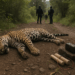 #Michoacán Encuentran Jaguar Asesinado Y 2 Explosivos Tras Reporte De Disparos - Changoonga.com