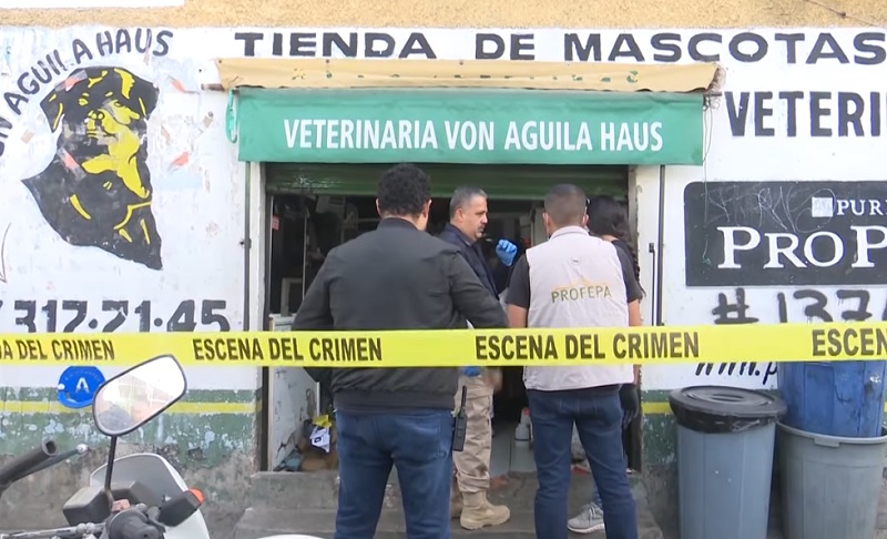 #Morelia ¡Aleluya! 6 Años Después Aprehenden Al Veterinario De Prados Verdes Maltratador De Animales - Changoonga.com