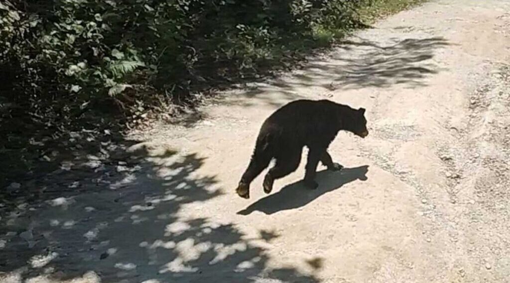 Nuevamente se reporta un oso en zonas urbanas.