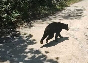 Nuevamente se reporta un oso en zonas urbanas.