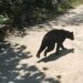 Nuevamente se reporta un oso en zonas urbanas.