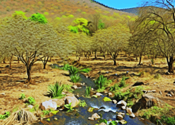 Va Michoacán por rescate del Zapote Prieto, especie en peligro de extinción