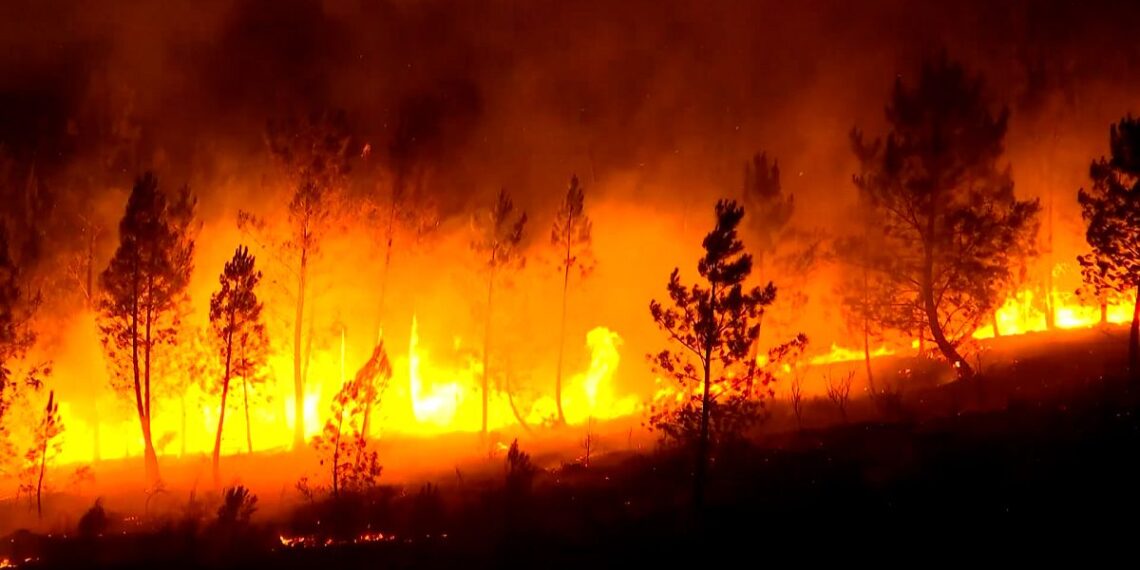 Vídeo. VÍDEO: La peor temporada de incendios quema más de 340.000 hectáreas