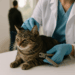 How to Clean Your Dog's Ears and Clip Your Cat's Nails—Experts Weigh In (2025)