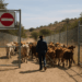 Llama Sader a Estados Unidos a reabrir la frontera a la exportación de ganado
