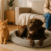 Best Dog Beds (2025): For All Kinds of Dogs in All Kinds of Spaces