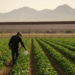 NADBank y la importancia de financiar un sistema agroalimentario para la frontera México-Estados Unidos