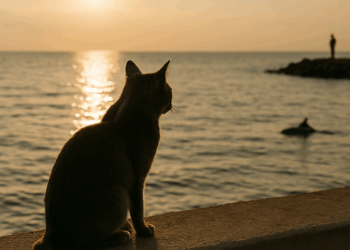 Nuestra vaquita marina