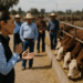 Sheinbaum anuncia programa para impulsar la producción de carne por 700 millones de pesos