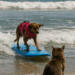 La competencia canina de Surf ¡Los ‘Surf-Perritos’ más antigua de Estados Unidos celebra su 20º aniversario. – Dimension Turistica Magazine