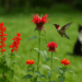 Estas 3 plantas florecen rapidísimo y harán que los colibríes te visiten en septiembre