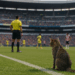 ¿Va el 'Gato'? Polémica designación del árbitro para América vs Chivas