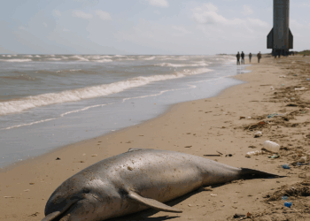 Hallan delfines muertos y contaminación en playas de Tamaulipas por el Starship 11 de SpaceX