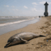 Hallan delfines muertos y contaminación en playas de Tamaulipas por el Starship 11 de SpaceX