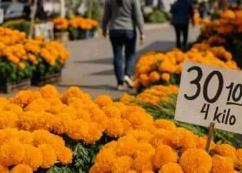 dónde encuentras las flores de cempasúchil más baratas