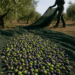 «Impérdible la cosecha de aceitunas»