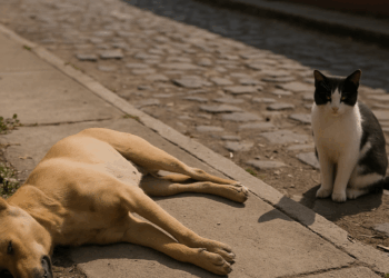 #Michoacán Fueron 15 Perros En Total Los Envenenados En Paracho, Fiscalía Ya Inició Investigación  - Changoonga.com