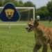 El Reporte Ponce: ¿Pumas va por Anselmi? - RÉCORD