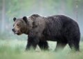 Un oso grizzly deja 11 heridos tras atacar a varios maestros y a un grupo de alumnos en una ruta de senderismo de Canadá
