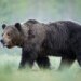Un oso grizzly deja 11 heridos tras atacar a varios maestros y a un grupo de alumnos en una ruta de senderismo de Canadá