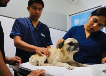 Perro arrojado de edificio en Chiapas está fuera de peligro; agresora identificada