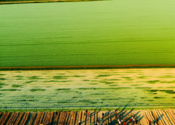 El 20% de las tierras de cultivo ha dejado de sembrarse: CNA