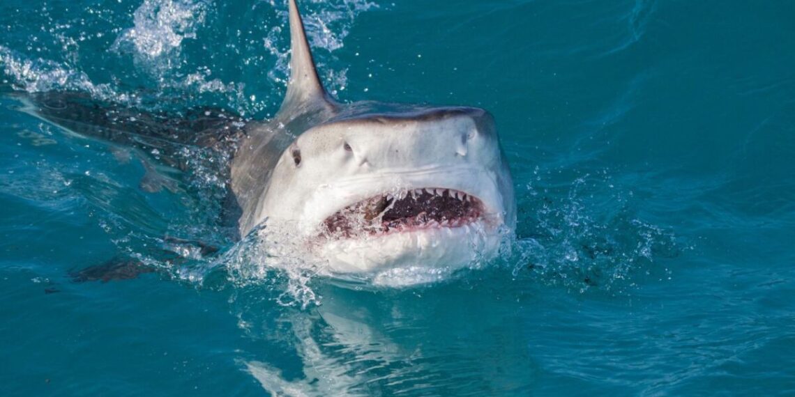 Turista estadunidense murió tras feroz ataque de un tiburón en playas de Guerrero