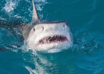 Turista estadunidense murió tras feroz ataque de un tiburón en playas de Guerrero