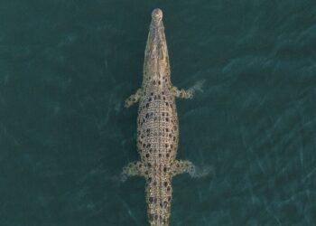 Emiten alerta por cocodrilos en mar de Manzanillo, Colima