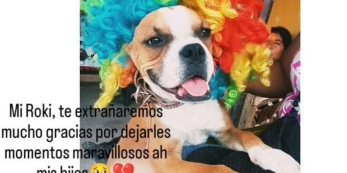 Muere el perrito Roki después de que menores de edad le colocaran un cohete en su hocico