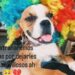 Muere el perrito Roki después de que menores de edad le colocaran un cohete en su hocico