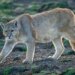 Muere una mujer atacada por un puma cuando hacía senderismo en Estados Unidos