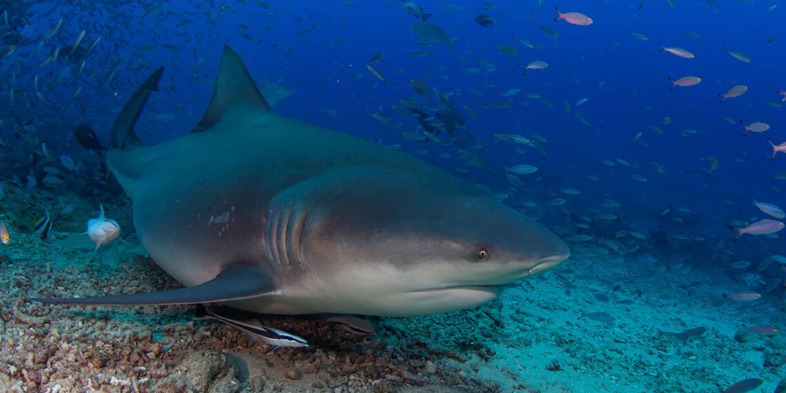 Muere un niño de 12 años que estaba hospitalizado tras un ataque de tiburón en Sídney