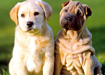 Perros callejeros atacan a personas en Edomex